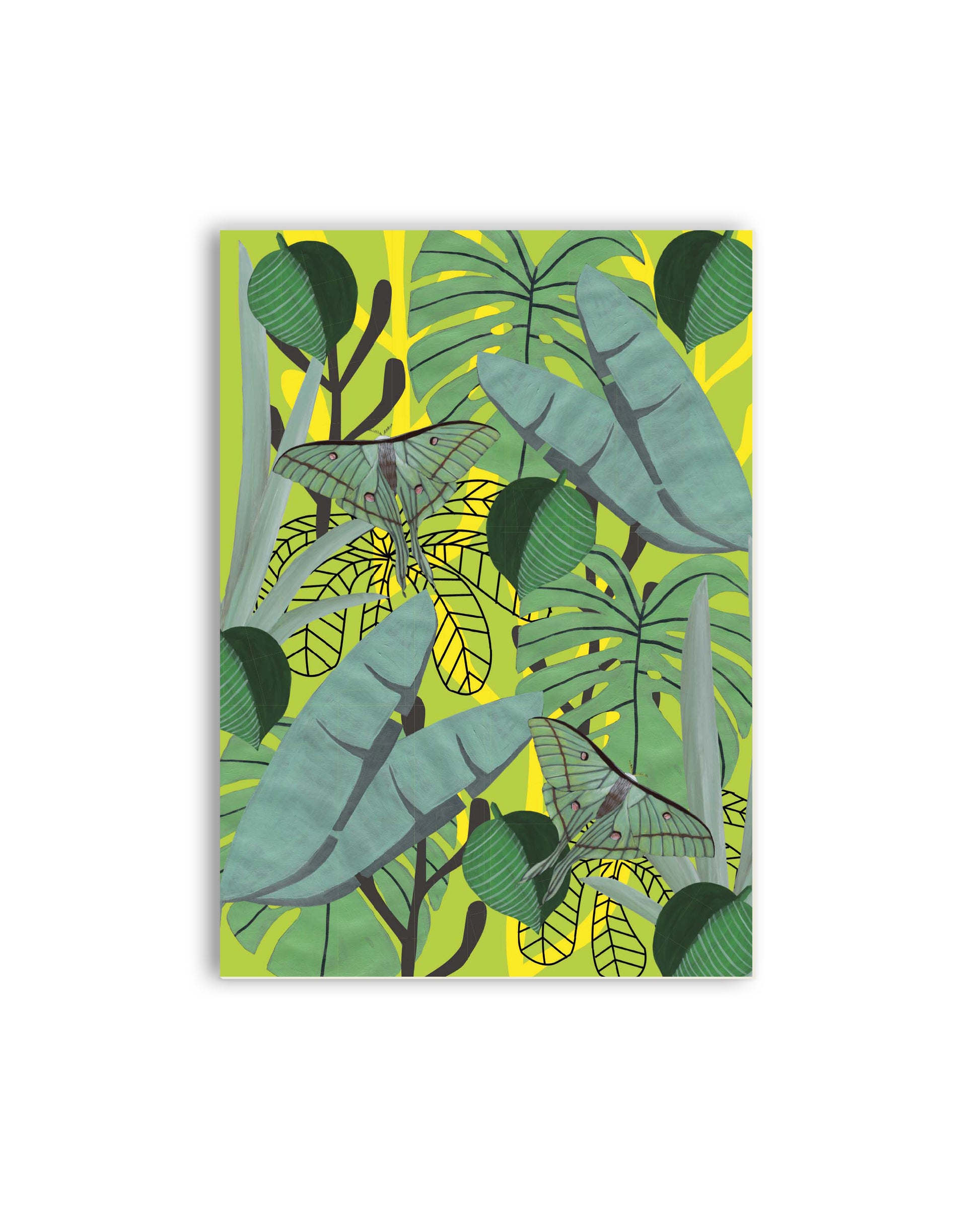 Indischer Mondspinner & tropische Blätter