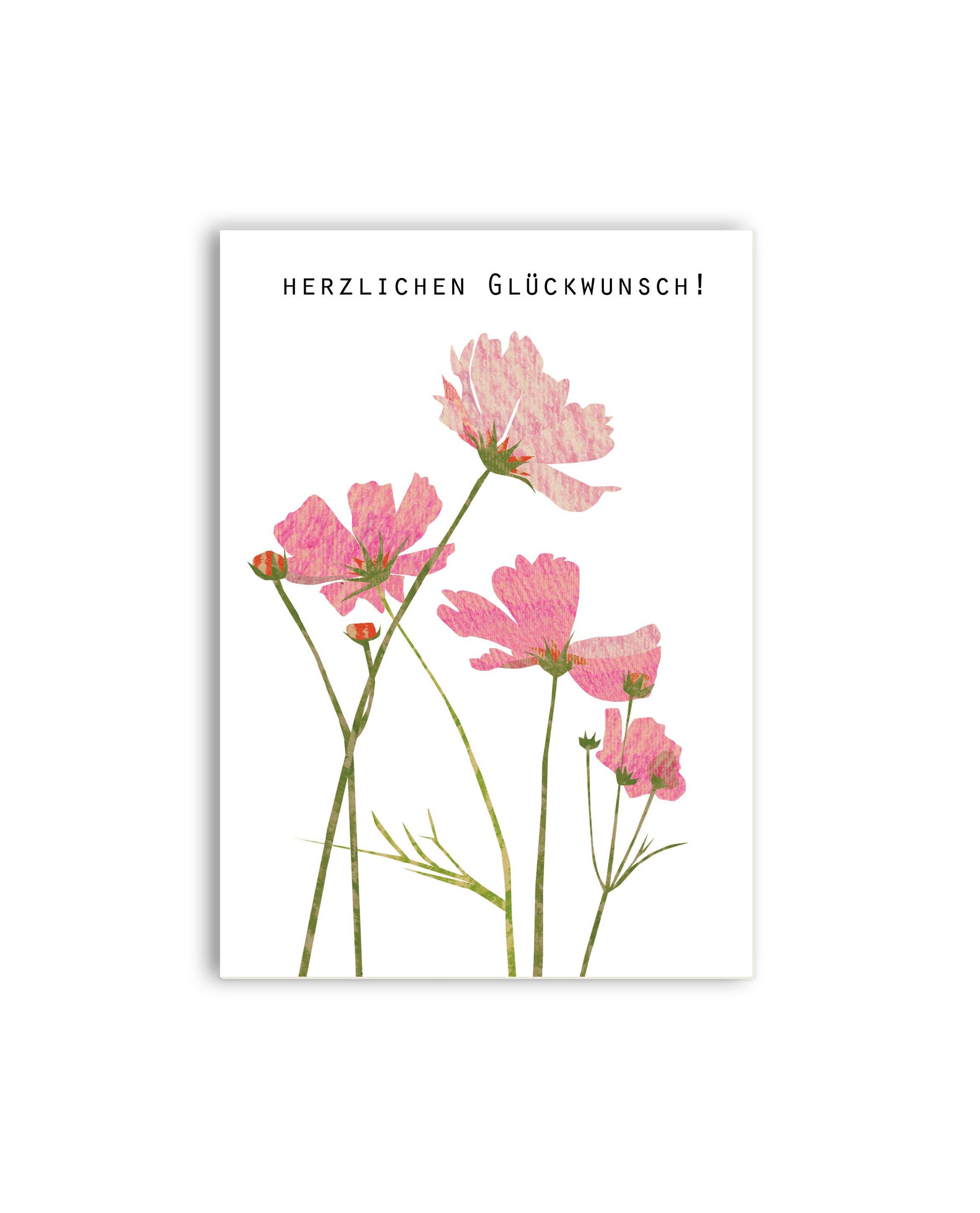 Cosmea „Herzlichen Glückwunsch“