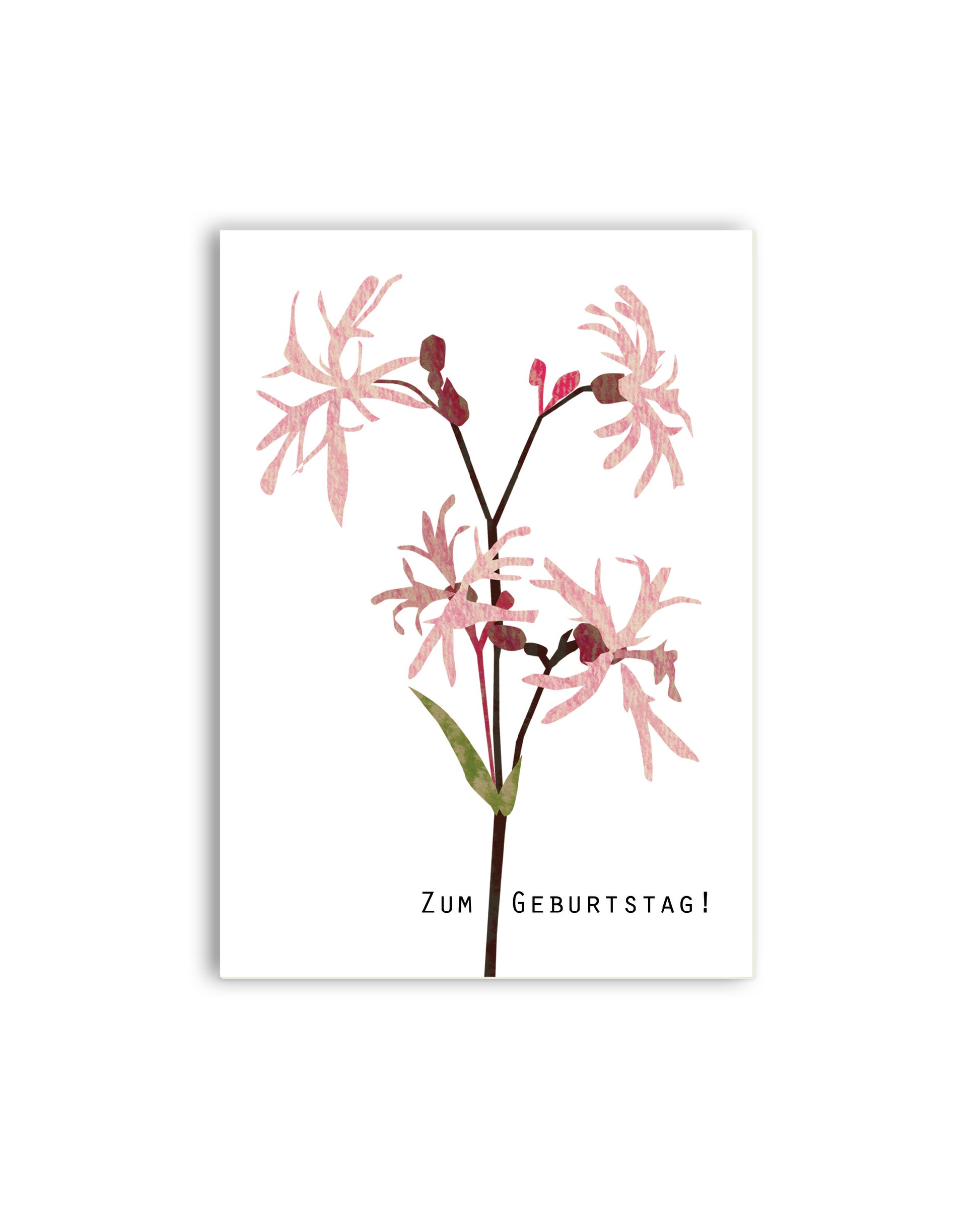 Kuckuckslichtnelke „Zum Geburtstag“