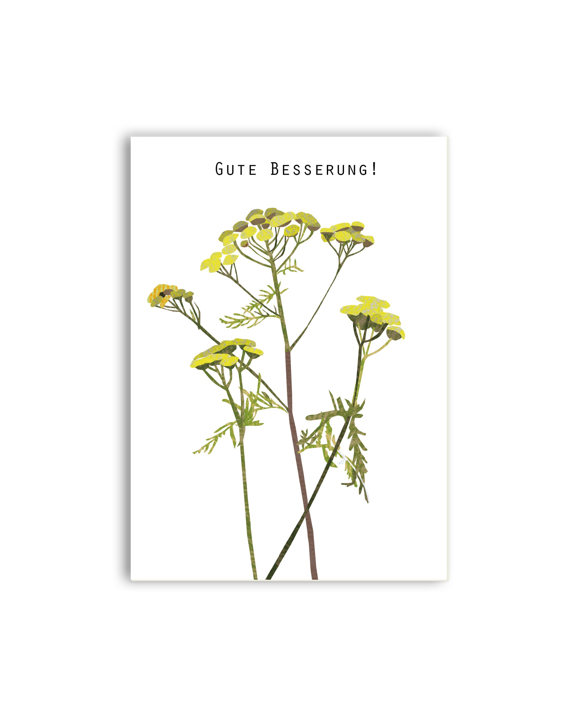 Rainfarn „Gute Besserung“